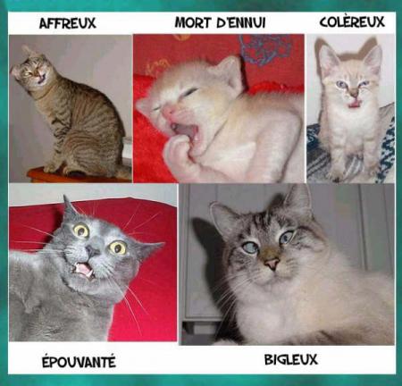 Chat c'est drole.