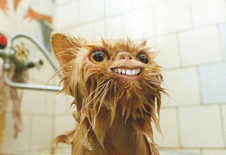 C'est quoi chat ?