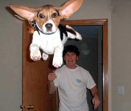 Un chien qui vole ?