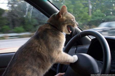C'est permis chat ?