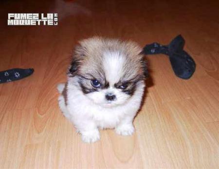 Oh pas content lui !