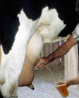 Vache d'Alsace..