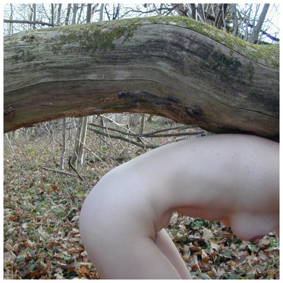 Bois mort ou croupe du monde ?